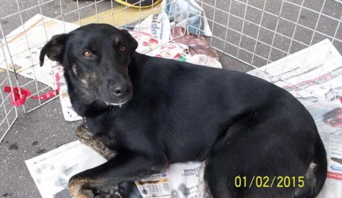 Cachorro ra a SRD idade 2 anos nome New