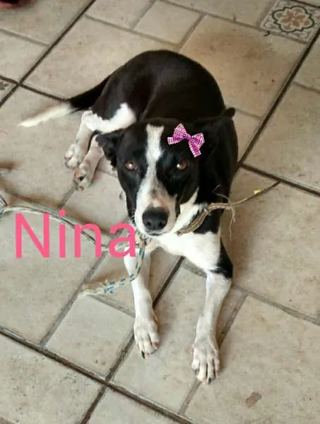 Cachorro ra a RND idade 2 anos nome Nina