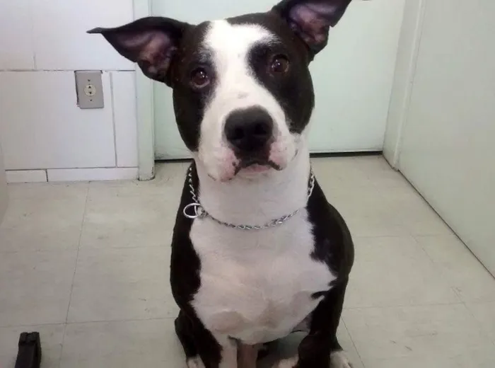 Cachorro ra a Pitbull idade 5 anos nome Ze