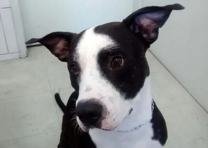 Cachorro ra a Pitbull idade 5 anos nome Ze