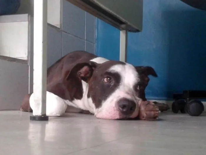 Cachorro ra a Pitbull idade 5 anos nome Ze