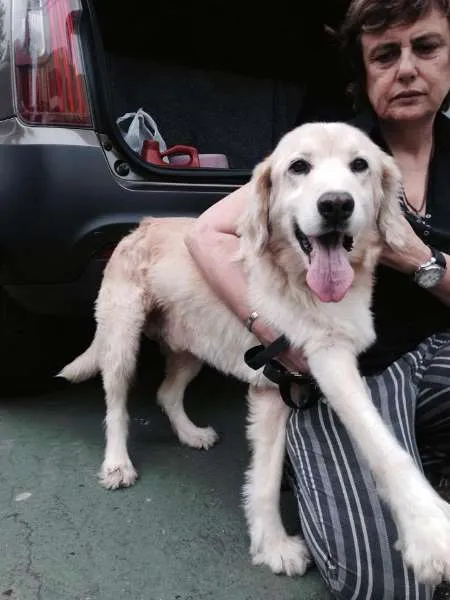 Cachorro ra a Golden Retriever idade 4 anos nome Mike