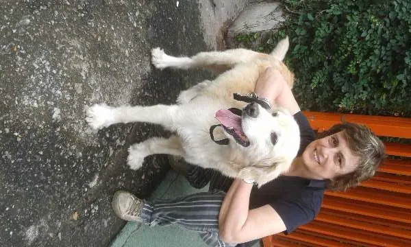 Cachorro ra a Golden Retriever idade 4 anos nome Mike