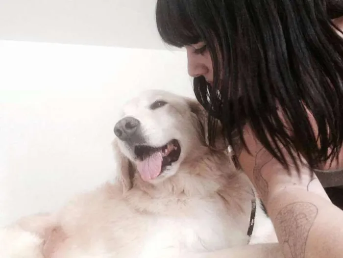 Cachorro ra a Golden Retriever idade 4 anos nome Mike