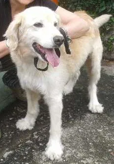 Cachorro raça Golden Retriever idade 4 anos nome Mike