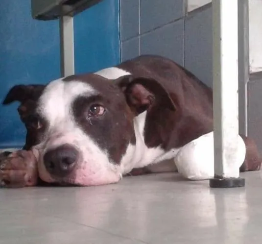 Cachorro ra a Pitbull idade 5 anos nome Ze