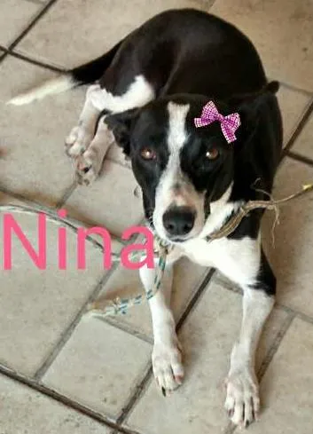 Cachorro ra a RND idade 2 anos nome Nina