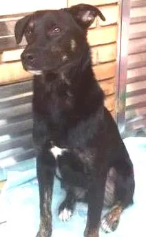 Cachorro ra a SRD idade 2 anos nome New