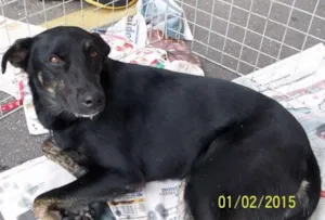 Cachorro raça SRD idade 2 anos nome New