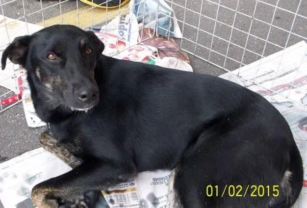 Cachorro ra a SRD idade 2 anos nome New