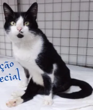 Gato raça SRD idade 1 ano nome Rubi
