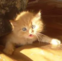 Gato raça indefinida idade Abaixo de 2 meses nome sem nome