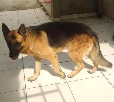 Cachorro ra a Pastor Alemão idade 4 anos nome zeus