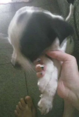 Cachorro raça  idade Abaixo de 2 meses nome Snoop