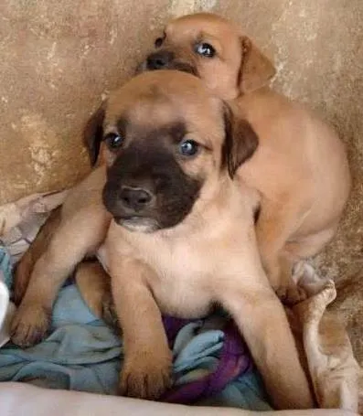 Cachorro ra a  idade 7 a 11 meses nome sem nome