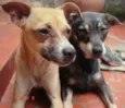 Marquinho, Gigi, Pudim
