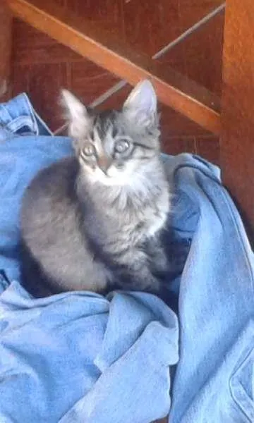 Gato ra a vira lata idade 2 a 6 meses nome Nina