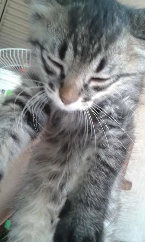 Gato ra a vira lata idade 2 a 6 meses nome Nina