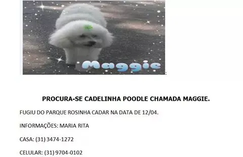 Cachorro ra a poodle idade 6 ou mais anos nome maggie