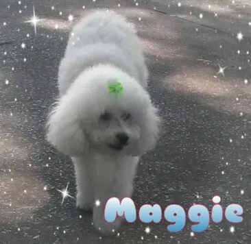 Cachorro ra a poodle idade 6 ou mais anos nome maggie