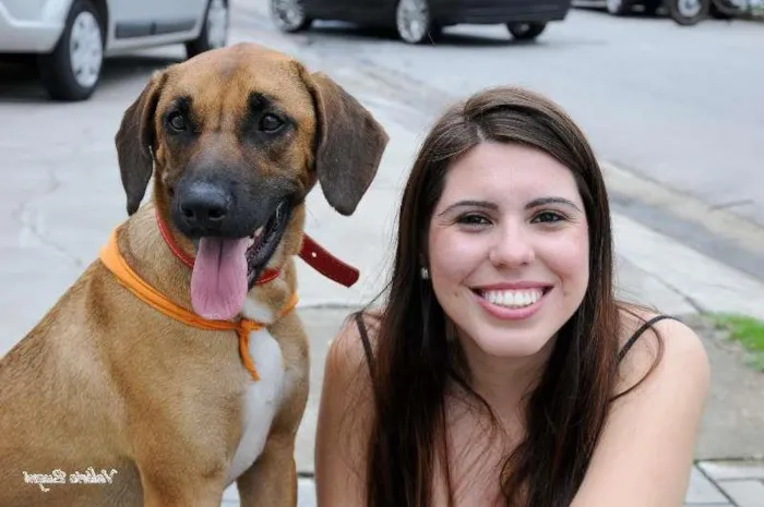 Cachorro raça mestiço rodese idade 2 anos nome PAN