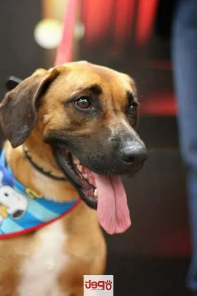 Cachorro raça mestiço rodese idade 2 anos nome PAN