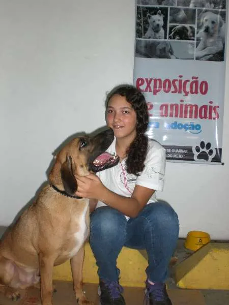 Cachorro raça mestiço rodese idade 2 anos nome PAN