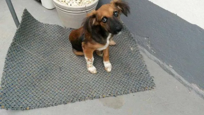 Cachorro ra a  idade 2 a 6 meses nome bidù