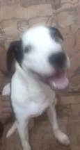 Fred