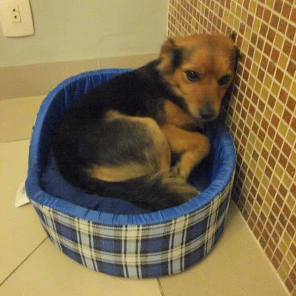 Cachorro ra a Indefinida idade 1 ano nome Zurg