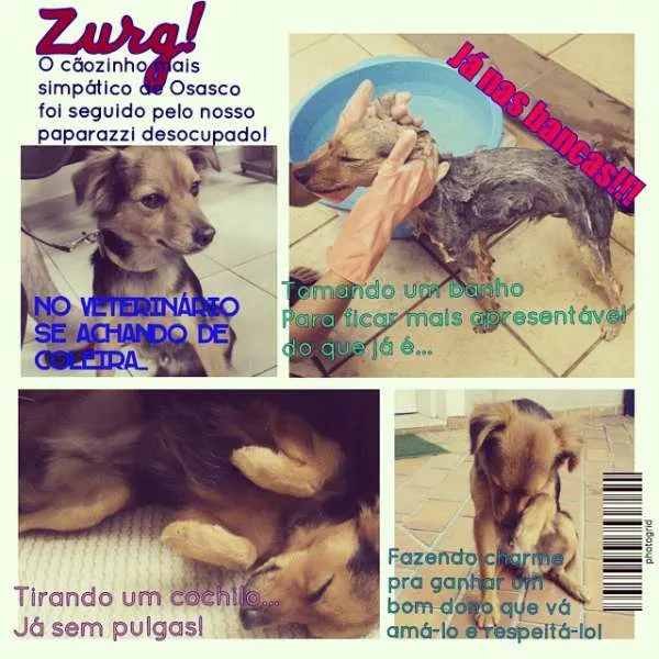 Cachorro ra a Indefinida idade 1 ano nome Zurg