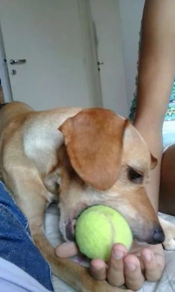 Cachorro raça vira lata idade 1 ano nome clarinha