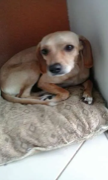 Cachorro raça vira lata idade 1 ano nome clarinha
