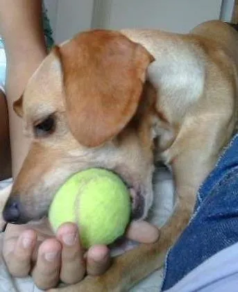 Cachorro raça vira lata idade 1 ano nome clarinha