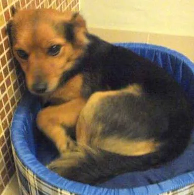 Cachorro ra a Indefinida idade 1 ano nome Zurg