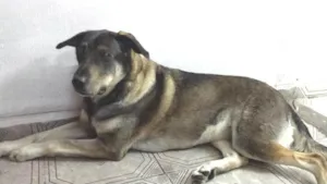Cachorro raça indefinida idade 3 anos nome Meg