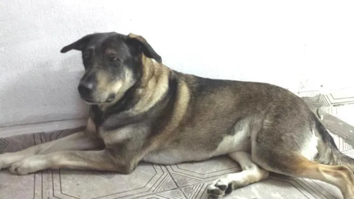 Cachorro raça indefinida idade 3 anos nome Meg