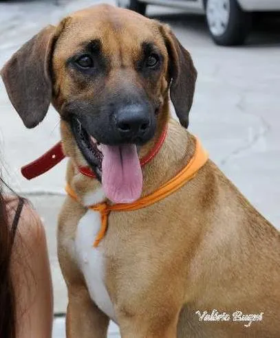 Cachorro raça mestiço rodese idade 2 anos nome PAN