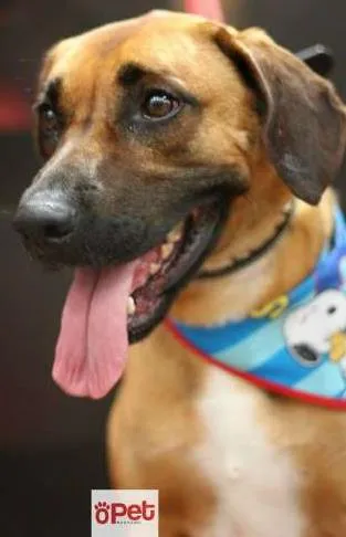 Cachorro raça mestiço rodese idade 2 anos nome PAN