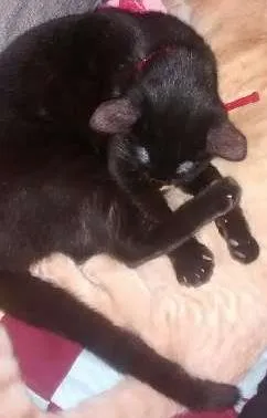 Gato raça Srd idade 2 a 6 meses nome Raul e Banguela