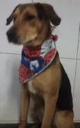 Cachorro raça SRD idade 7 a 11 meses nome Bob