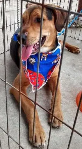 Cachorro raça SRD idade 7 a 11 meses nome Bob