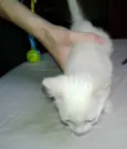 Milk