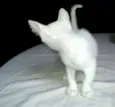 Milk