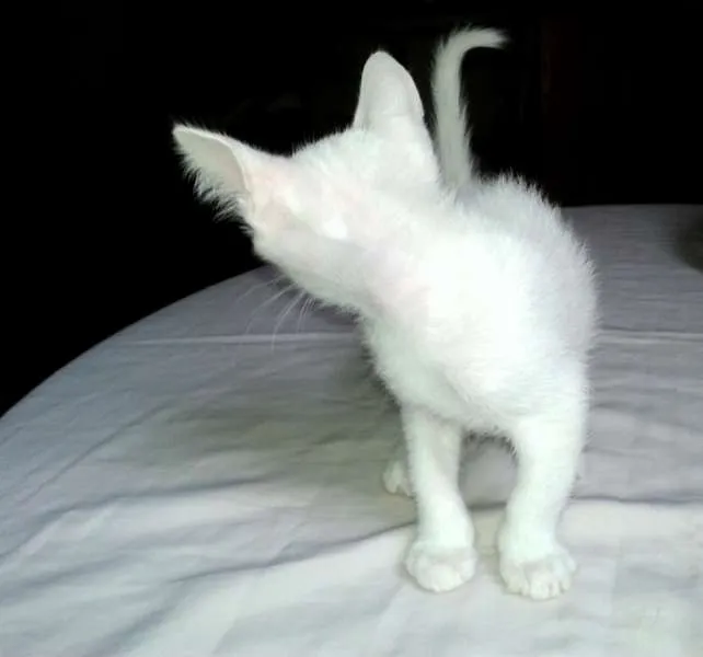 Gato ra a SRD idade Abaixo de 2 meses nome Milk