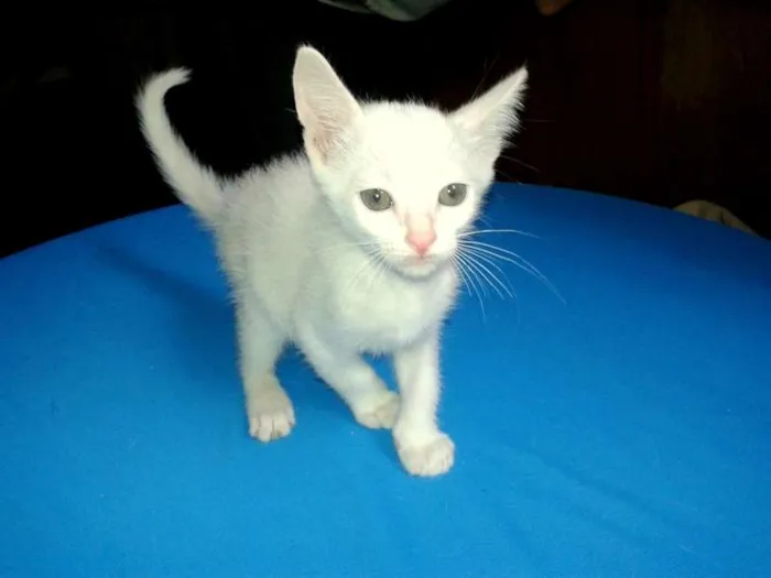 Gato ra a SRD idade Abaixo de 2 meses nome Milk