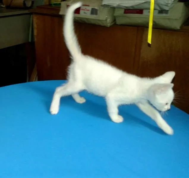 Gato ra a SRD idade Abaixo de 2 meses nome Milk
