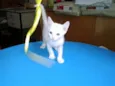 Milk
