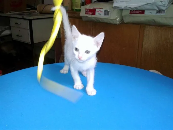 Gato ra a SRD idade Abaixo de 2 meses nome Milk