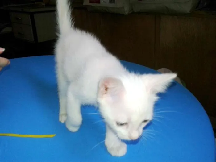 Gato ra a SRD idade Abaixo de 2 meses nome Milk
